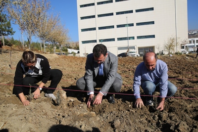 Üniversitemizde 8 bin lavanta fidesi dikildi